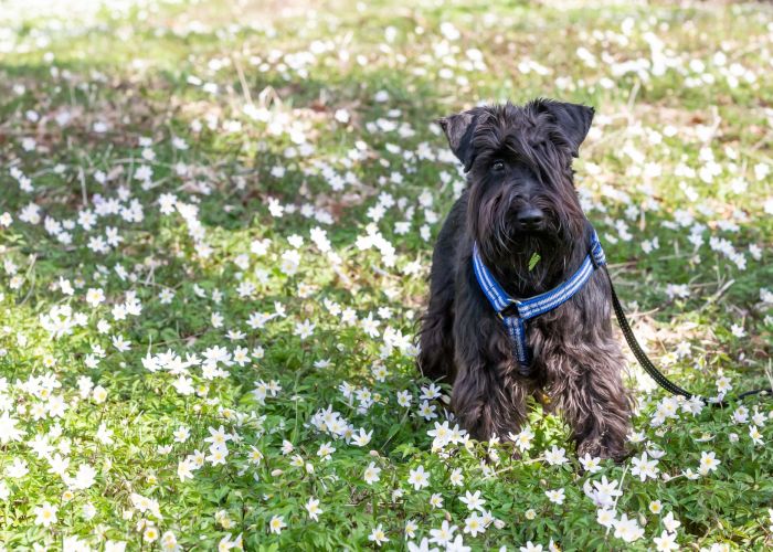 Valley Creek Black dog with a blue harness sitting among white wildflowers in a grassy field.