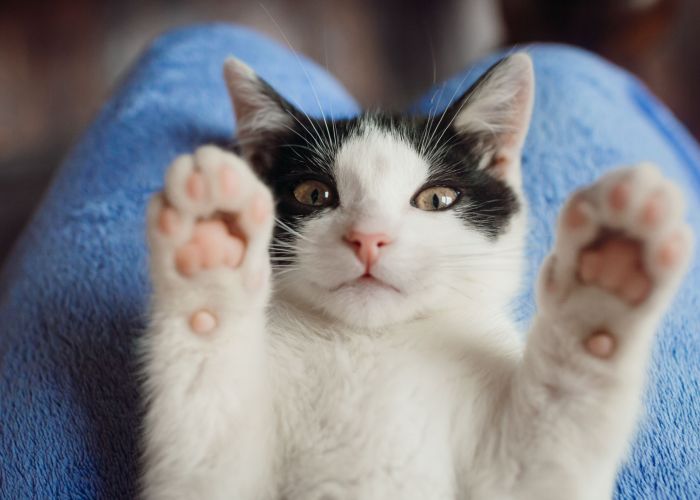 Valley Creek A black and white kitten lying on its back with paws raised, on a blue blanket.